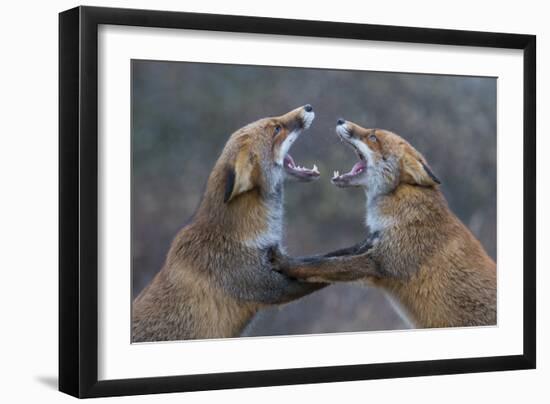 Red Foxes (Vulpes Vulpes) Fighting-Edwin Giesbers-Framed Photographic Print