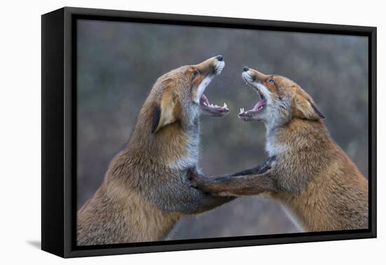 Red Foxes (Vulpes Vulpes) Fighting-Edwin Giesbers-Framed Premier Image Canvas