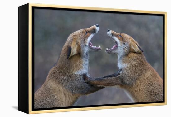 Red Foxes (Vulpes Vulpes) Fighting-Edwin Giesbers-Framed Premier Image Canvas