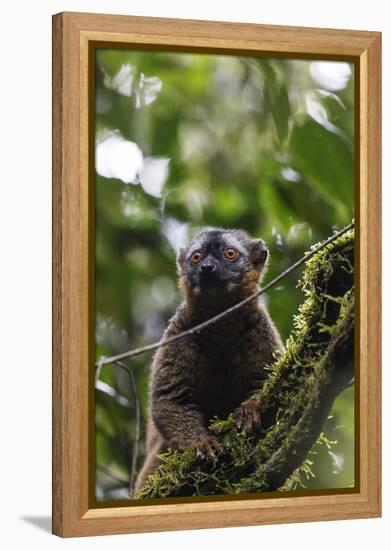 Red-fronted brown lemur (Eulemur rufifrons), Ranomafana National Park, central area, Madagascar, Af-Christian Kober-Framed Premier Image Canvas