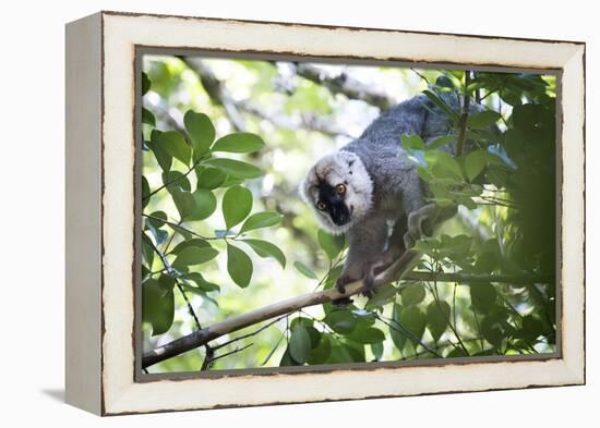 Red Fronted Brown Lemur (Eulemur Rufifrons), Ranomafana National Park, Madagascar Central Highlands-Matthew Williams-Ellis-Framed Premier Image Canvas