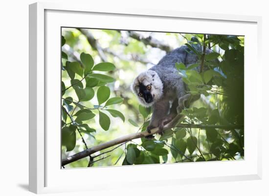 Red Fronted Brown Lemur (Eulemur Rufifrons), Ranomafana National Park, Madagascar Central Highlands-Matthew Williams-Ellis-Framed Photographic Print