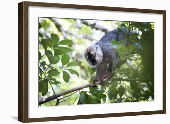 Red Fronted Brown Lemur (Eulemur Rufifrons), Ranomafana National Park, Madagascar Central Highlands-Matthew Williams-Ellis-Framed Photographic Print