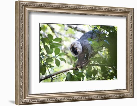 Red Fronted Brown Lemur (Eulemur Rufifrons), Ranomafana National Park, Madagascar Central Highlands-Matthew Williams-Ellis-Framed Photographic Print