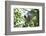 Red Fronted Brown Lemur (Eulemur Rufifrons), Ranomafana National Park, Madagascar Central Highlands-Matthew Williams-Ellis-Framed Photographic Print