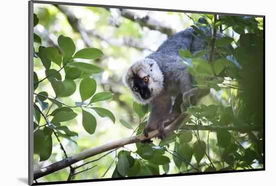 Red Fronted Brown Lemur (Eulemur Rufifrons), Ranomafana National Park, Madagascar Central Highlands-Matthew Williams-Ellis-Mounted Photographic Print