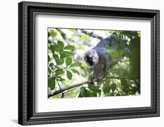 Red Fronted Brown Lemur (Eulemur Rufifrons), Ranomafana National Park, Madagascar Central Highlands-Matthew Williams-Ellis-Framed Photographic Print