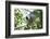 Red Fronted Brown Lemur (Eulemur Rufifrons), Ranomafana National Park, Madagascar Central Highlands-Matthew Williams-Ellis-Framed Photographic Print