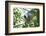 Red Fronted Brown Lemur (Eulemur Rufifrons), Ranomafana National Park, Madagascar Central Highlands-Matthew Williams-Ellis-Framed Photographic Print