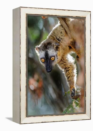 Red-fronted brown lemur, Madagascar-Nick Garbutt-Framed Premier Image Canvas