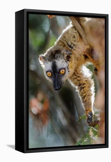 Red-fronted brown lemur, Madagascar-Nick Garbutt-Framed Premier Image Canvas