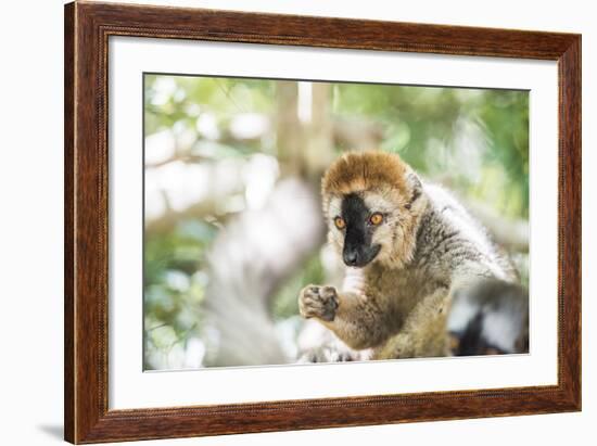 Red-Fronted Lemur (Eulemur Rufifrons), Isalo National Park, Ihorombe Region-Matthew Williams-Ellis-Framed Photographic Print