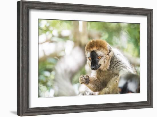 Red-Fronted Lemur (Eulemur Rufifrons), Isalo National Park, Ihorombe Region-Matthew Williams-Ellis-Framed Photographic Print