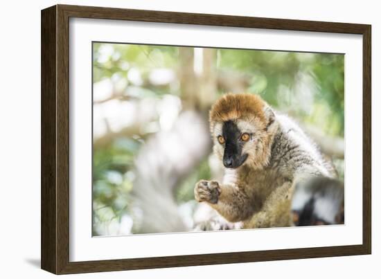 Red-Fronted Lemur (Eulemur Rufifrons), Isalo National Park, Ihorombe Region-Matthew Williams-Ellis-Framed Photographic Print