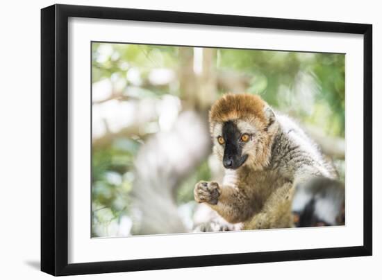 Red-Fronted Lemur (Eulemur Rufifrons), Isalo National Park, Ihorombe Region-Matthew Williams-Ellis-Framed Photographic Print