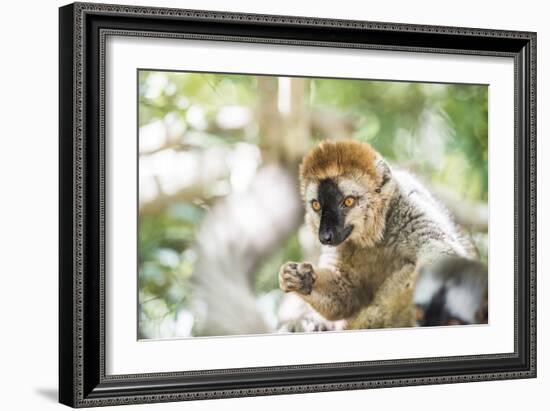 Red-Fronted Lemur (Eulemur Rufifrons), Isalo National Park, Ihorombe Region-Matthew Williams-Ellis-Framed Photographic Print