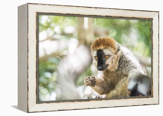 Red-Fronted Lemur (Eulemur Rufifrons), Isalo National Park, Ihorombe Region-Matthew Williams-Ellis-Framed Premier Image Canvas