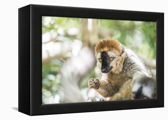 Red-Fronted Lemur (Eulemur Rufifrons), Isalo National Park, Ihorombe Region-Matthew Williams-Ellis-Framed Premier Image Canvas