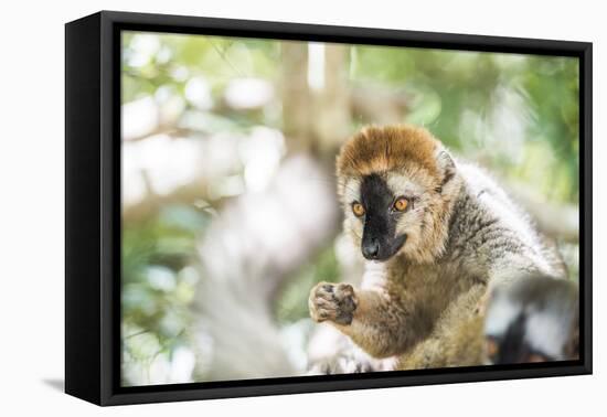 Red-Fronted Lemur (Eulemur Rufifrons), Isalo National Park, Ihorombe Region-Matthew Williams-Ellis-Framed Premier Image Canvas