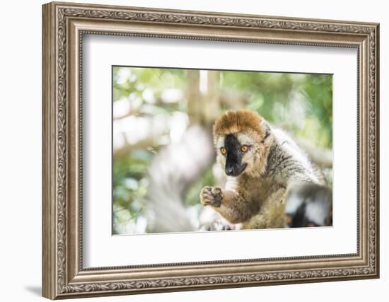 Red-Fronted Lemur (Eulemur Rufifrons), Isalo National Park, Ihorombe Region-Matthew Williams-Ellis-Framed Photographic Print