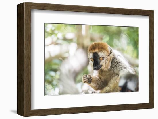 Red-Fronted Lemur (Eulemur Rufifrons), Isalo National Park, Ihorombe Region-Matthew Williams-Ellis-Framed Photographic Print