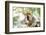 Red-Fronted Lemur (Eulemur Rufifrons), Isalo National Park, Ihorombe Region-Matthew Williams-Ellis-Framed Photographic Print