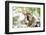 Red-Fronted Lemur (Eulemur Rufifrons), Isalo National Park, Ihorombe Region-Matthew Williams-Ellis-Framed Photographic Print