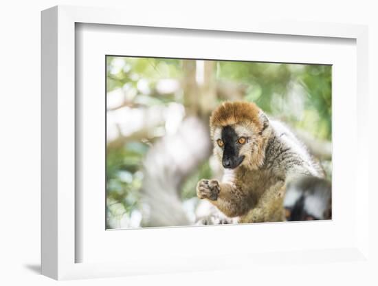 Red-Fronted Lemur (Eulemur Rufifrons), Isalo National Park, Ihorombe Region-Matthew Williams-Ellis-Framed Photographic Print