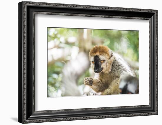 Red-Fronted Lemur (Eulemur Rufifrons), Isalo National Park, Ihorombe Region-Matthew Williams-Ellis-Framed Photographic Print