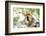 Red-Fronted Lemur (Eulemur Rufifrons), Isalo National Park, Ihorombe Region-Matthew Williams-Ellis-Framed Photographic Print