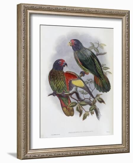 Red Fronted Lory-John Gould-Framed Giclee Print