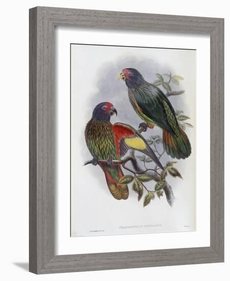 Red Fronted Lory-John Gould-Framed Giclee Print