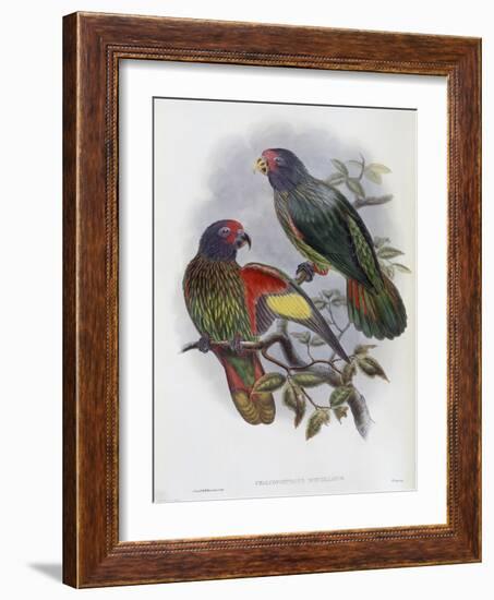 Red Fronted Lory-John Gould-Framed Giclee Print