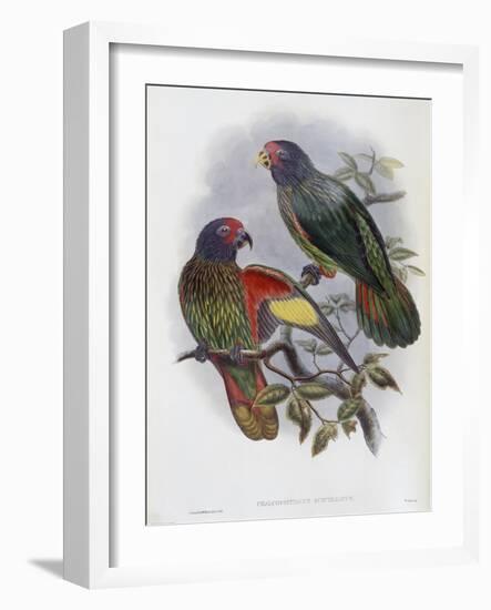 Red Fronted Lory-John Gould-Framed Giclee Print
