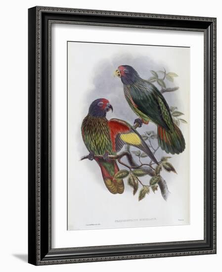 Red Fronted Lory-John Gould-Framed Giclee Print