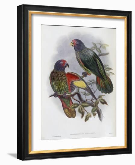 Red Fronted Lory-John Gould-Framed Giclee Print