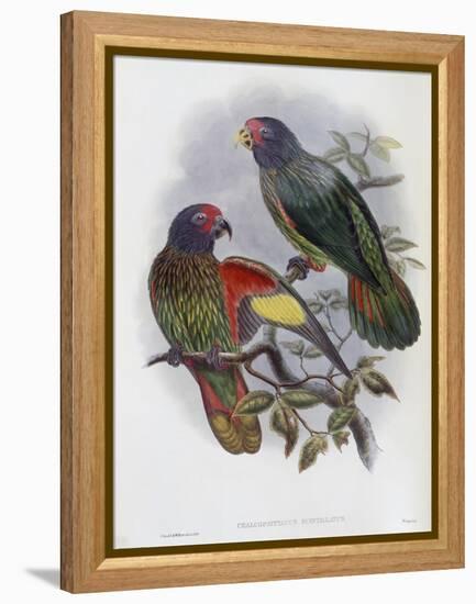 Red Fronted Lory-John Gould-Framed Premier Image Canvas