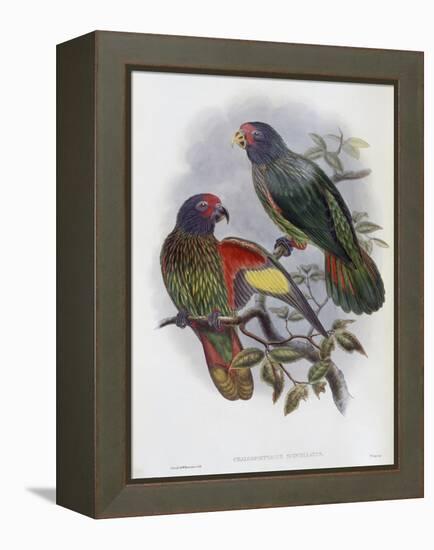 Red Fronted Lory-John Gould-Framed Premier Image Canvas