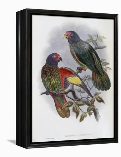 Red Fronted Lory-John Gould-Framed Premier Image Canvas