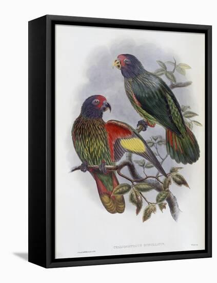 Red Fronted Lory-John Gould-Framed Premier Image Canvas