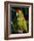 Red Fronted Macaw Portrait-Lynn M. Stone-Framed Photographic Print