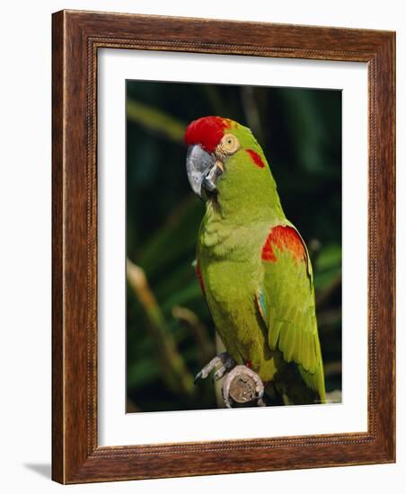 Red Fronted Macaw Portrait-Lynn M. Stone-Framed Photographic Print