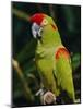 Red Fronted Macaw Portrait-Lynn M. Stone-Mounted Photographic Print