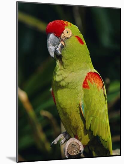 Red Fronted Macaw Portrait-Lynn M. Stone-Mounted Photographic Print