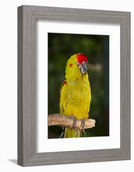 Red-Fronted Macaw-Lynn M^ Stone-Framed Photographic Print