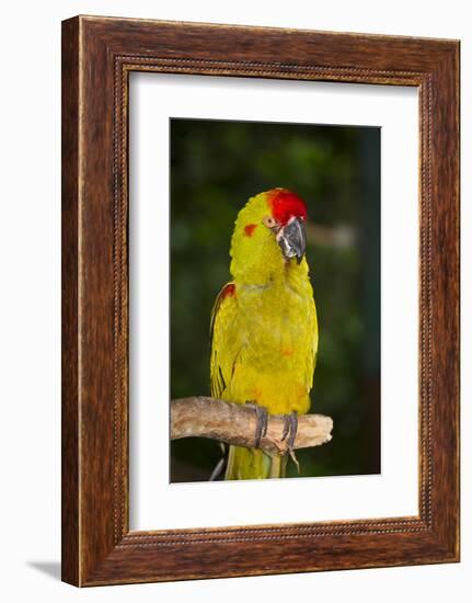 Red-Fronted Macaw-Lynn M^ Stone-Framed Photographic Print