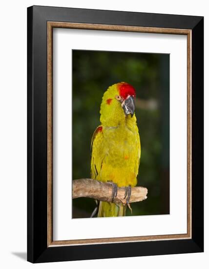 Red-Fronted Macaw-Lynn M^ Stone-Framed Photographic Print