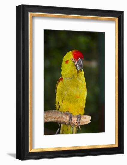 Red-Fronted Macaw-Lynn M^ Stone-Framed Photographic Print