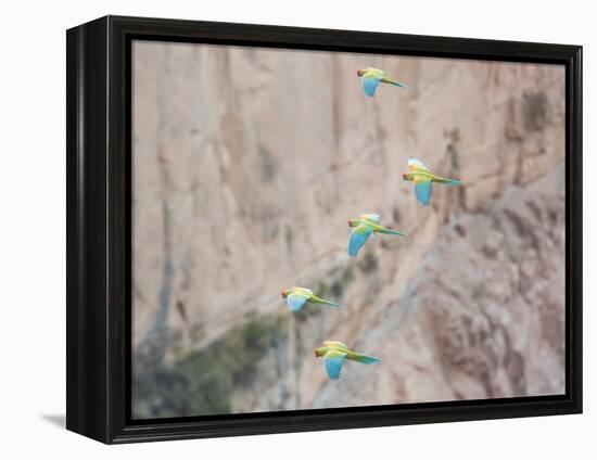 Red-Fronted Macaws, Ara Rubrogenys, in Flight Through Canyons in Torotoro National Park-Alex Saberi-Framed Premier Image Canvas