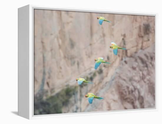 Red-Fronted Macaws, Ara Rubrogenys, in Flight Through Canyons in Torotoro National Park-Alex Saberi-Framed Premier Image Canvas